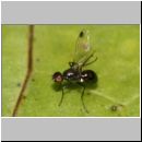 Sepsis cynipsea ~ fulgens - Schwingfliege 05a 4mm.jpg